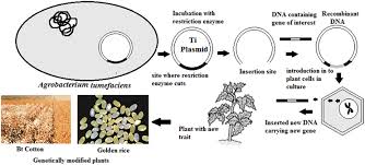 Check spelling or type a new query. History Scope And Development Of Biotechnology Book Chapter Iopscience