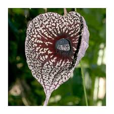 Image result for Aristolochia