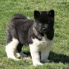 Black And White Akita Puppy For Sale Akita Puppies For Sale Akita Dog Breed Profile Greenfield Puppies Akita Puppies American Akita Dog Akita Puppies For Sale