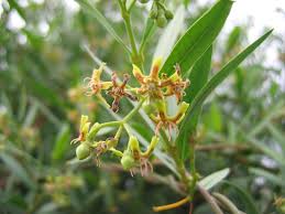 Image result for Periploca linearifolia