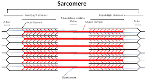 Maybe you would like to learn more about one of these? Model Of A Sarcomere This Model Names And Places The Major Proteins Download Scientific Diagram