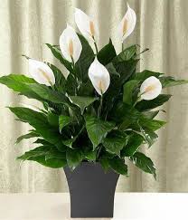 Which potting soil should i use? Peace Lily Is Beautiful And Filters Out Harmful Chemicals Cape Gazette