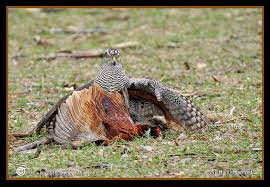 Image result for Tridactyle gentilii