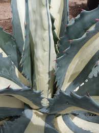 Image result for Agave americana