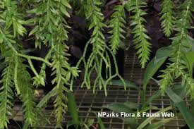 Image result for Huperzia phlegmaria