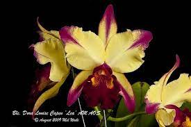 Blc Dora Louise Capen Lea Am Aos Orchid Photo Flower Supplies Cattleya