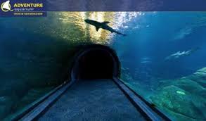 Raelynn Recommends Shark Tunnel At The Adventure Aquarium In Camden Nj Favorite Places Aquarium Adventure