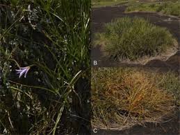 Image result for Xerophyta scabrida