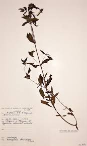 Image result for Haumaniastrum dissitifolium