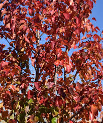 It has an approximate height of 30 feet, and spread of 15 to 18 feet. Cleveland Select Flowering Pear Bower Branch