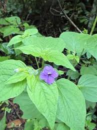 Image result for Browallia americana