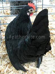 We did not find results for: Japanese Bantams