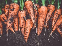 How do you start a small vegetable garden? How To Grow Your Own Vegetables At Home Even If You Don T Have A Garden The Independent