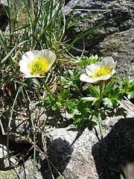 Ranunculus Plants Ranunculus Plant Leaves