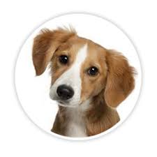 Pet supplies on 9/dba ps9 169 north 9th street brooklyn ny 11211 , , , animal pantry sunrise 94 field street west babylon ny 11704 My Perfect Pet Lightly Cooked Petfood