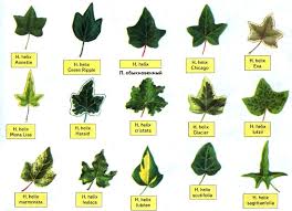 Plyush Vidy Uhod Razmnozhenie Greenhome Ivy Plant Indoor Ivy Plants Hedera