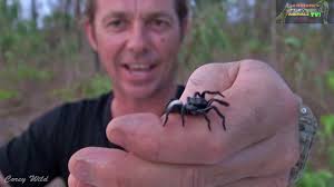 From birth until their first molting, wolf spiderlings will ride on top of their mother's abdomen, a sign that makes identification easy. Woman Horrified To Find 20 Venomous Mouse Spiders On Her Pool Science Times