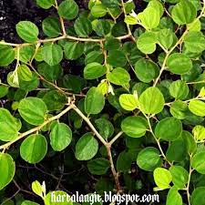 Maybe you would like to learn more about one of these? 29 Gambar Daun Bidara Untuk Ruqyah Cari Gambar Keren Hd