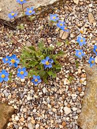 Image result for Clutia robusta