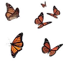The Butterfly Effect Butterfly Wallpaper Photo Overlays Overlays