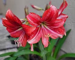 Check spelling or type a new query. 4 Bold Beautiful Plants That Won T Die Unless You Really Try In Your Houston Area Garden
