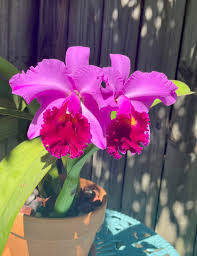 Image result for Richardsiella