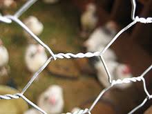 When the devil comes home 7. Chicken Wire Wikipedia