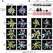 Maybe you would like to learn more about one of these? Optimizing The Pbs1 Decoy System To Confer Resistance To Potyvirus Infection In Arabidopsis And Soybean Biorxiv