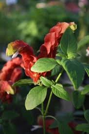 Orange shrimp plant is a dwarf relative of the more common shrimp plant, justicia brandegeana. Red Shrimp Plant False Hope Shrimp Plant Shrimp Bush Hummingbird Plants Almost Eden