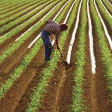 Agricultura ecologica a prins radacini in romania si este promovata ca fiind un domeniu cu potential foarte mare. Agricultura Ecologica In Romania