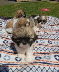 Bichon frisse mixed with shih tzu, this puppy is 8 months old im trying to get rid of him only because of my work schedule only had him a few months he still learning friendly guy, shots are up to. Shih Tzu Puppies For Sale Near Me Home Facebook