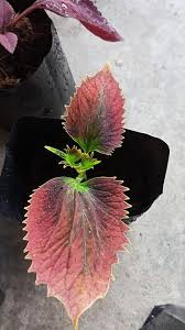 Assalamualaikum warahmatullahi wabarakatuh 4 pokok wudhu. Hati Hati Murah Anak Pokok Ati Ati Murah Cuma Rm2 Dalam Facebook