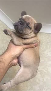 Frenchton mom (paige) bred to frenchie dad (angus) puppies born june 21, 2021. Bouledogue Francais Disponibles Montreal Bulldogs French Bulldogs For Sale In Canada English Bulldog Puppies For Adoption Montreal Montreal Bulldog Breeders French Bulldog Puppies Vancouver French Bulldog Puppies For Sale Nearby French