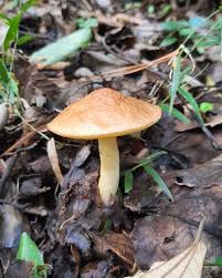Image result for Suillus sp.