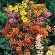 Image result for Asclepias foliosa