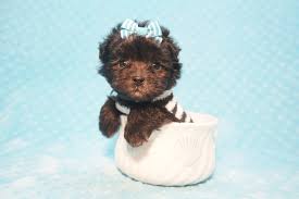 The price of a pomeranian dog in india can range from anywhere between 3 000 to 8 000. 10 Cutest Teacup Dogs That Can Fit In Your Pocket