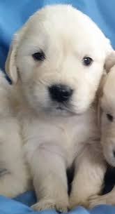 Check spelling or type a new query. Golden Retriever Puppies For Sale Riverside Ca 137158