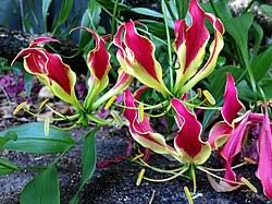 Image result for Gloriosa sessiliflora