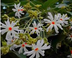 Image of night jasmine flower