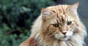 Karakter kucing maine coon yang manja banget bikin penduduk setempat jatuh cinta. Mengenal Watak Kucing Maine Coon Dan Cara Merawatnya