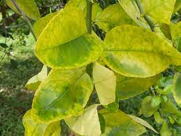 We did not find results for: Pests Diseases Citrus Com