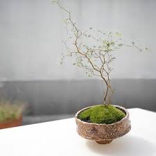 苦参槐树与景德镇宋朝匣钵 containergarden bonsai jingdezhen instagram instagram photo photo