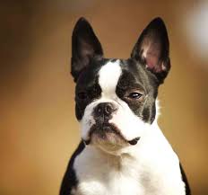 With two popular parent breeds, this cross sees a lot of attention. Boston Terrier French Bulldog Mix Petsidi