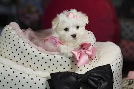 Teacup Maltese Bring This Perfect Baby Home Today Call 954 353 7864 Www Teacuppuppiesstore Teacup Puppies Teacup Puppies Maltese Cute Teacup Puppies
