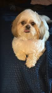 How about this doll?? Don't goofy poms just make you smile?! 💕