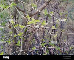 Image result for Pavetta eylesii