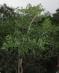 Image result for Rothmannia fischeri