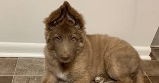 So today, the black german shepherd: The Liver German Shepherd A Complete Breed Guide The German Shepherder