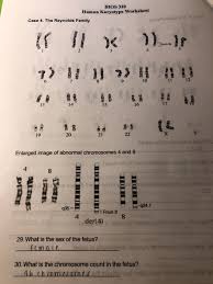 A karyotype is a visual presentation of the chromosomes present in each cell. Solved Bios 310 Human Karyotype Worksheet Case 4 The Rey Chegg Com