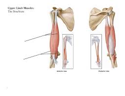 See more ideas about muscle anatomy, anatomy and physiology, massage therapy. Anatomy Upper Flashcards Chegg Com